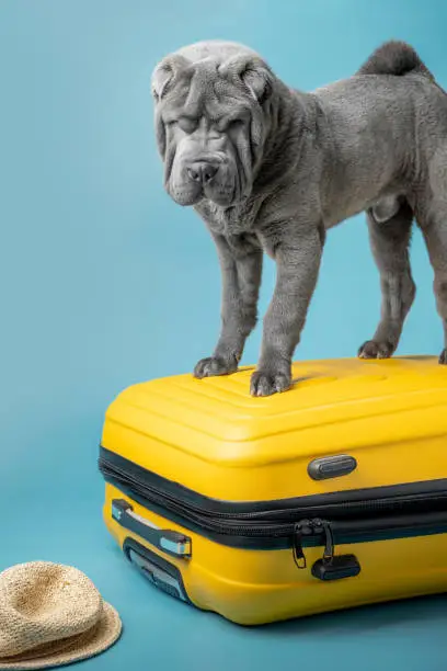 Photo of Adorable Shar Pei puppy standing on the yellow suitcase on the blue background. Dark grey Sharpei dog with straw hat. Travelling with a dog concept. Copy space for a free text. Adventure with a pet