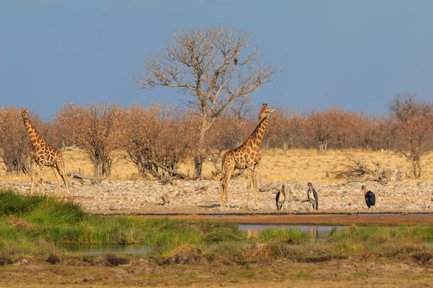 istock Giraffe in th Etosha National Park in Namibia. 1457739251