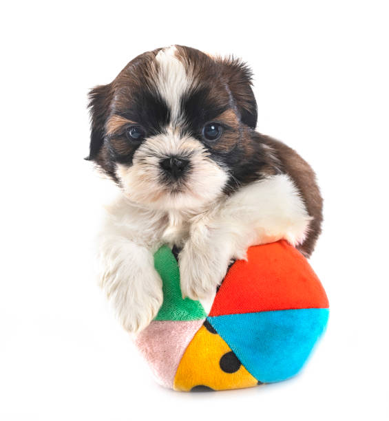 istock puppy Shih Tzu in studio 1457739428