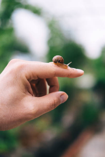 istock Man is holding snail on his finger 1457739998