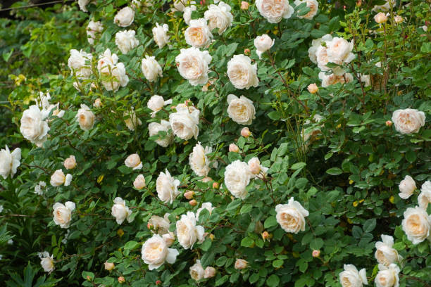 istock Blooming English rose Crocus Rose in the garden. David Austin roses. 1457740887