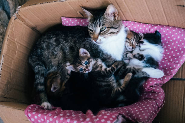 istock Stray cat and kittens in a cardboard box 1457740910