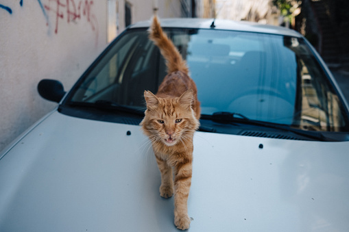 Tabby stray cat on a car
