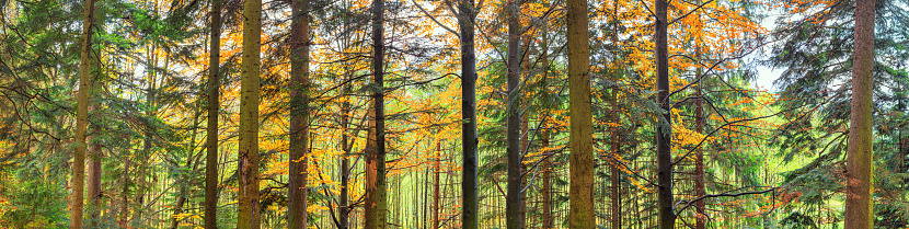 Autumn landscape, panorama, banner - view of autumn forest in mountainous area in early morning, Carpathians, Ukraine