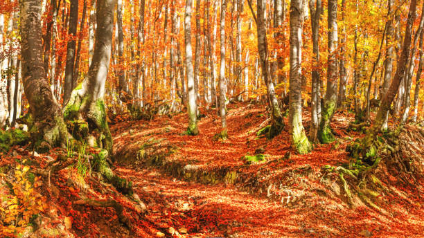 осенний пейзаж - вид лесной дороги в осеннем горном буковом лесу, карпаты, украина - woodland trail woods forest footpath стоковые фото и изображения