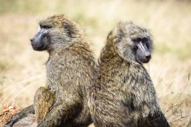 istock Two Olive baboons, Papio Anubis, side by side in Maasai Mara National Reserve, Kenya 1457741336