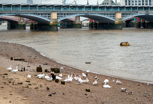 At low tide on the River Thames, a man sits amongst a flock of swans and other birds near Tate Modern and with Blackfriars Station in the background. He regularly feeds them and they know him well.