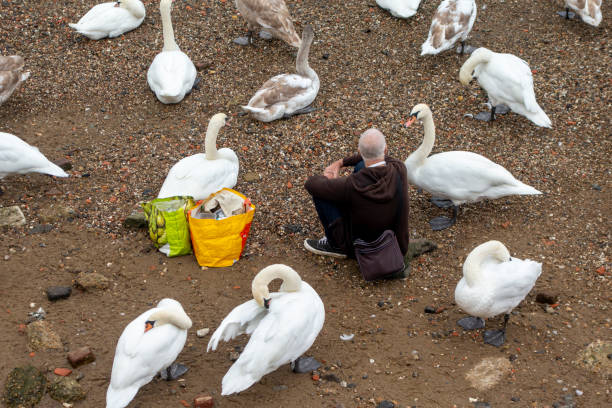 At low tide at Bankside on the River Thames, a man sits amongst a flock of swans and other birds: he regularly feeds them and they know him well. Here he appears to be holding a discussion with one of them.