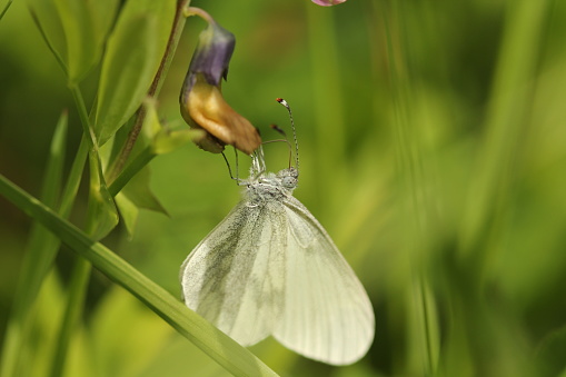 Single Wood White butterfly resting and feeding on flower with blurred green background