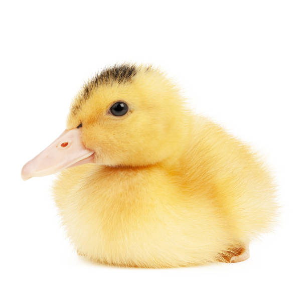 istock Mulard duck hybrid isolated on white background, small yellow fluffy chick sitting. 1457743473