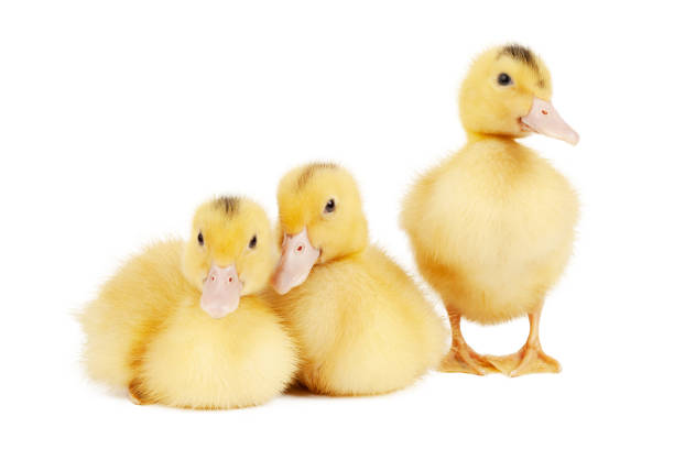 Three newborn yellow mulard ducklings isolated on white background.