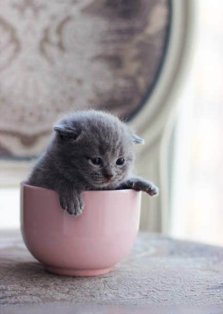 istock Cute kitten sitting inside pink cup on grey or gray background 1457743523