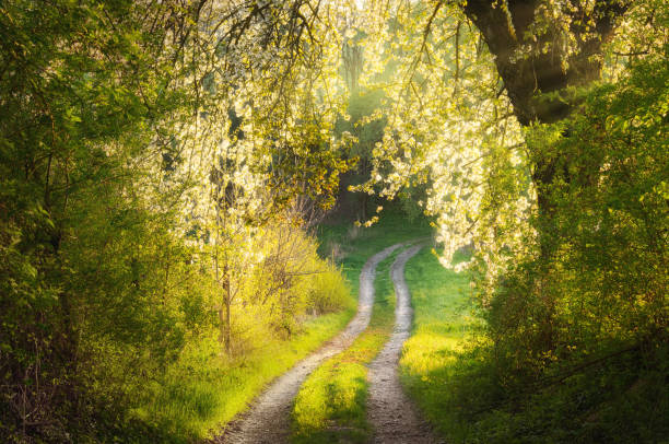 Dreamy spring scenery with blossoming trees stock photo