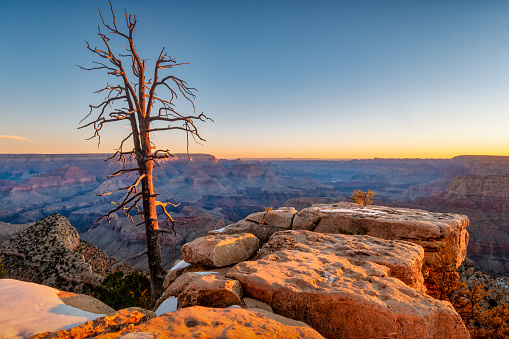 Lonely tree in Grand Canyon National Park, South Rim, Arizona, USA at sunrise.