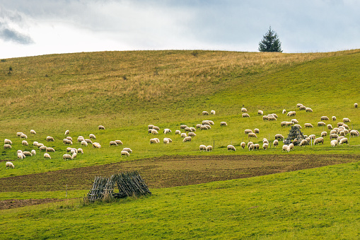 A herd of grazing sheep on a meadow in rural landscape. The Orava region near the village of Zazriva in Slovakia, Europe.