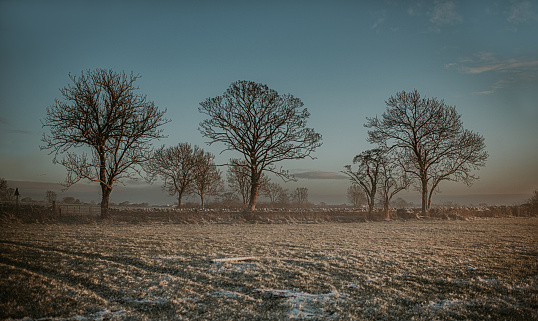 A winter scene, three bare trees beside a frosty field during winter. The atmosphere is foggy as the sun rises and the morning dew begins to evaporate.