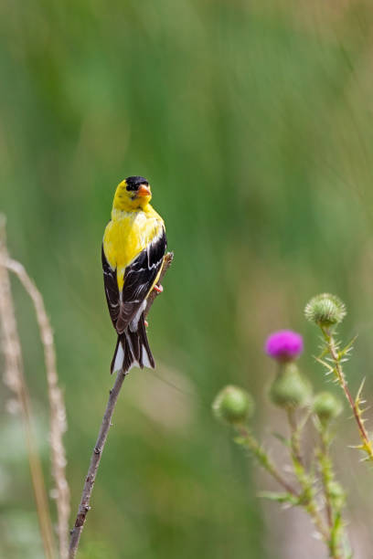 istock A Goldfinch Perched Near Spear Thistle 1457747955