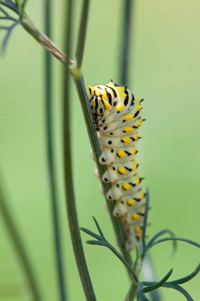 istock Caterpillar Shuffles Along Dill Weed 1457747996