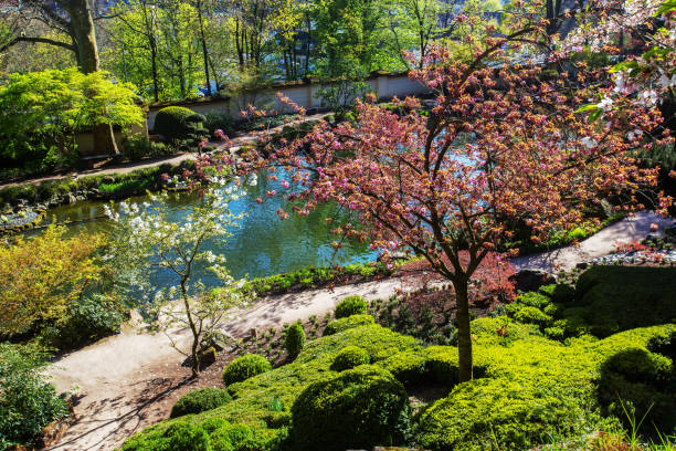 kirschblüte (sakurablüte) und teich im japanischen garten in kaiserslautern zur sonnenuntergangszeit - kaiserslautern stock-fotos und bilder