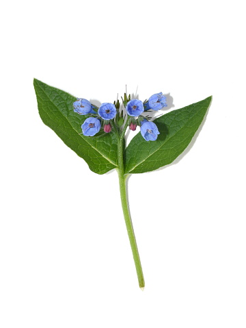 Common comfrey Symphytum officinale herb with blue flowers isolated on white background