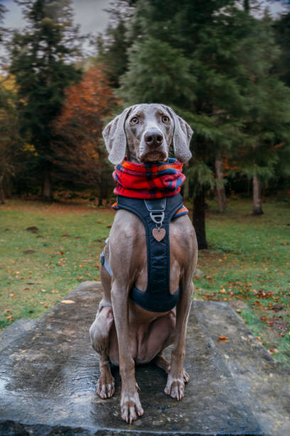 chien et l’hiver. weimaraner race de chien, portrait en hiver, estando sentado mirando a camara. beau chien weimaraner debout le jour d’hiver - snow dog walking running photos et images de collection