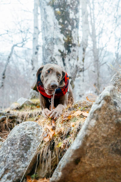 chien et l’hiver. race de chien weimaraner, portrait en hiver, mordant un bâton. beau chien weimaraner debout le jour d’hiver - snow dog walking running photos et images de collection