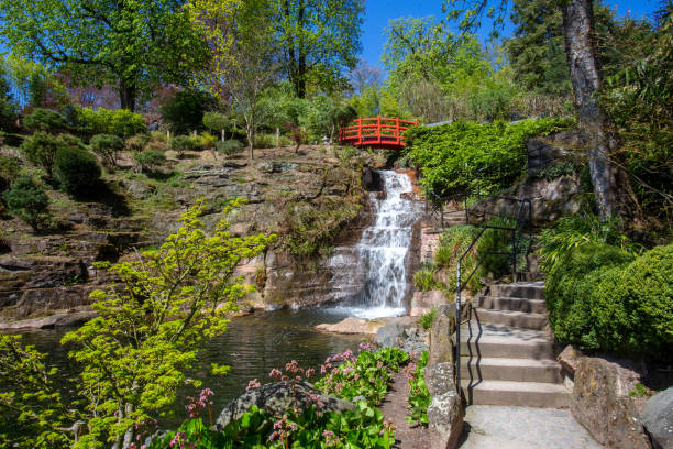 bergenia-blüte und wasserfall im japanischen garten in kaiserslautern im april - kaiserslautern stock-fotos und bilder