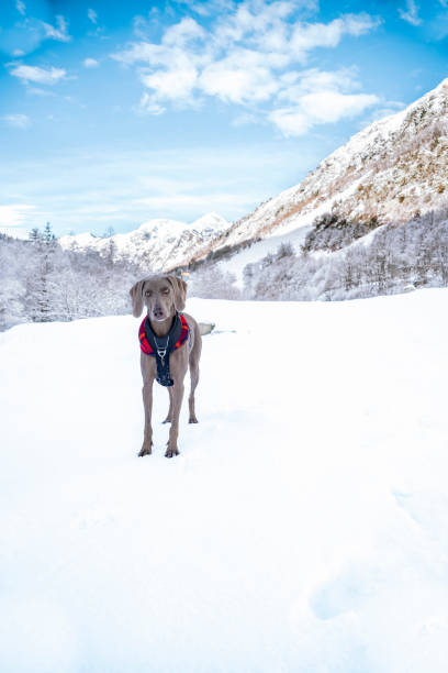 chien et l’hiver. race de chien weimaraner, portrait en hiver, courant et jouant dans la neige moelleuse. beau chien weimaraner jouant sur la neige le jour d’hiver - snow dog walking running photos et images de collection