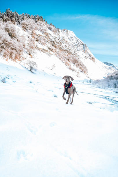 chien et l’hiver. race de chien weimaraner, portrait en hiver, courant et jouant dans la neige moelleuse. beau chien weimaraner jouant sur la neige le jour d’hiver - snow dog walking running photos et images de collection