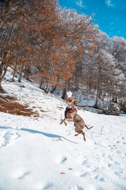 chien et l’hiver. race de chien weimaraner, portrait en hiver, courant et jouant dans la neige moelleuse. beau chien weimaraner jouant avec la neige le jour d’hiver - snow dog walking running photos et images de collection