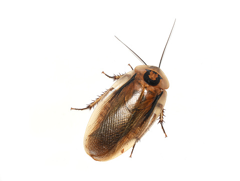 salvador, bahia, brazil - february 4, 2021: cockroach insect is seen in residence in the city of Salvador.\