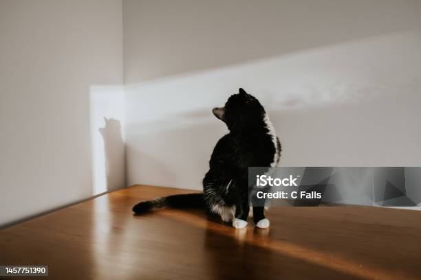 Simple Image Of A Cat On A Wooden Surface Distracted She Glances Over Her Shoulder Stock Photo - Download Image Now