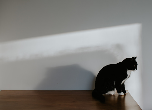 A cute domestic tabby kitten with a white chest looks sadly at the camera. Portrait of a beautiful striped young cat waiting for its owner. Fidelity and friendship concept.