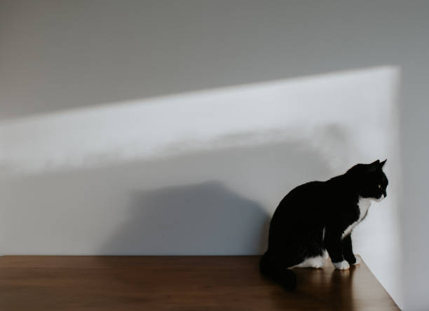 A black and white cat sits at the edge of a table. staring off in to the distance A young black cat sits right the edge of a wooden surface, staring off to the side at something out of frame. Background image with space for copy. pics for cat staring at wall stock pictures, royalty-free photos & images
