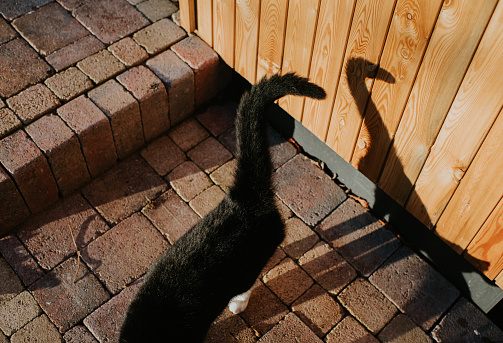 A black and white cat is outside on paving stones. She casts a shadow on to wood panels on a building beside her as she walks away. Space for copy.