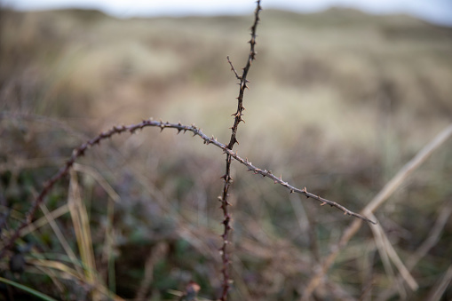 A thorny plant along the coast of Cornwall, UK.
