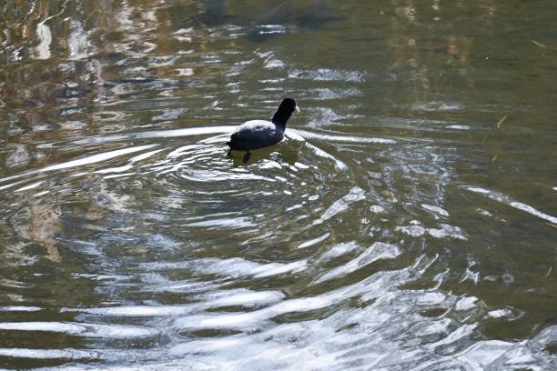 istock Coots ( Fulica atra ) foraging for food in the stream. 1457753060