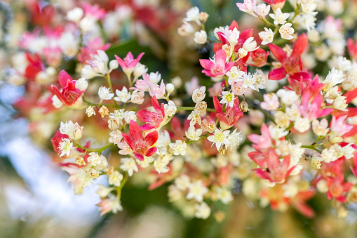 Beautiful NSW flowering Christmas bush - Ceratopetalum Gummiferum, background with copy space, full frame horizontal composition