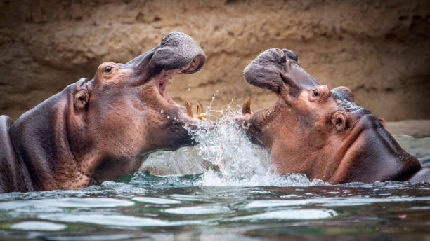 due ippopotami che combattono in acqua - ippopotamo foto e immagini stock