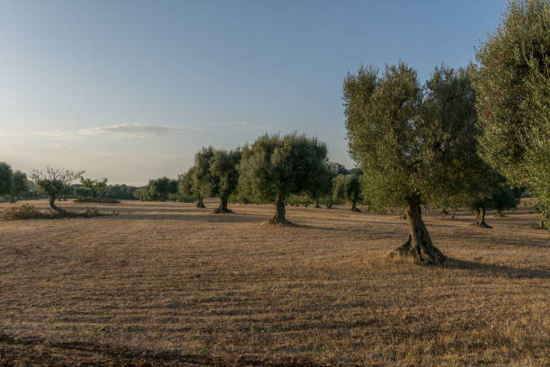 istock Old olive trees grove in Puglia 1457755991