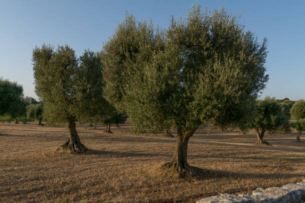 istock Old olive trees grove in Puglia 1457755995