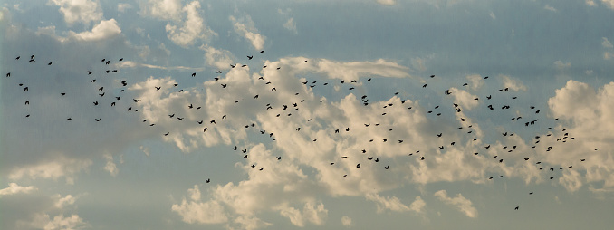 flight, gulp, swoop, kettle, herd, or richness of swallows flying in sky with clouds in background.