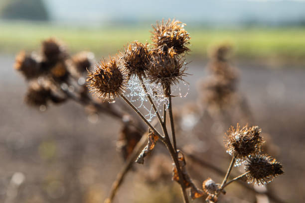 Dry burdock with spiderweb and water drops in the autumn