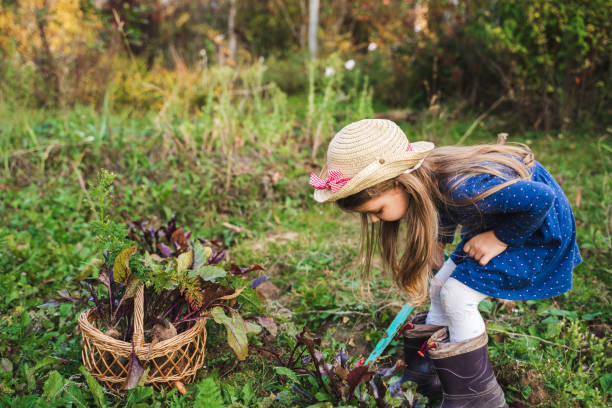 Kid,girl in straw hat dig,collect,pick up harvest of beet, beetroot with green leaves from soil, garden beds. wicker basket. Autumn planting, vegetable gardening.Family farming,cultivation of healthy. niño, niña en sombrero de paja cavar, recoger, recoger la cosecha de remolacha, remolacha con hojas verdes del suelo, camas de jardín. cesta de mimbre. siembra de otoño, horticultura. agricultura familiar, cultivo de productos saludables