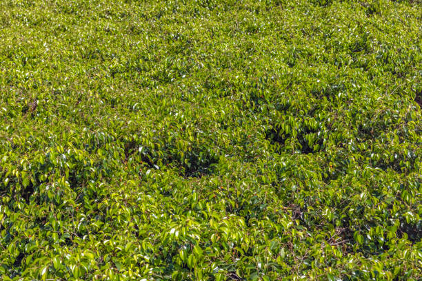 Elevated view of green shrubs, beautiful nature background with copy space, full frame horizontal composition