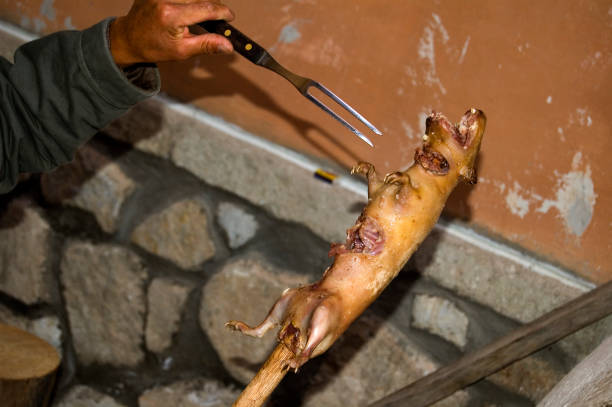 Human hand cooking a cuy following the traditional way. Guinea pig. Ecuador