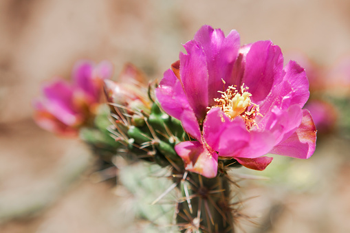 Cane Cholla cactus flower (Cylindropuntia imbricata) in New Mexico, USA.