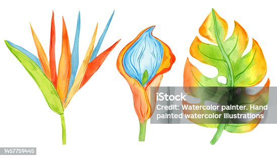 istock Watercolor colorful flowers and monstera leaf isolated on white background. Botanical illustration set. Bird of paradise floral painting. 1457759445