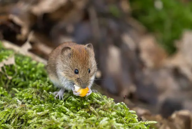 Bank vole (Myodes glareolus) eating a corn kernel.