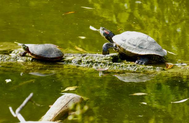 istock Red eared slider turtle, 2 on a log in the river along the riverbank 1457761184